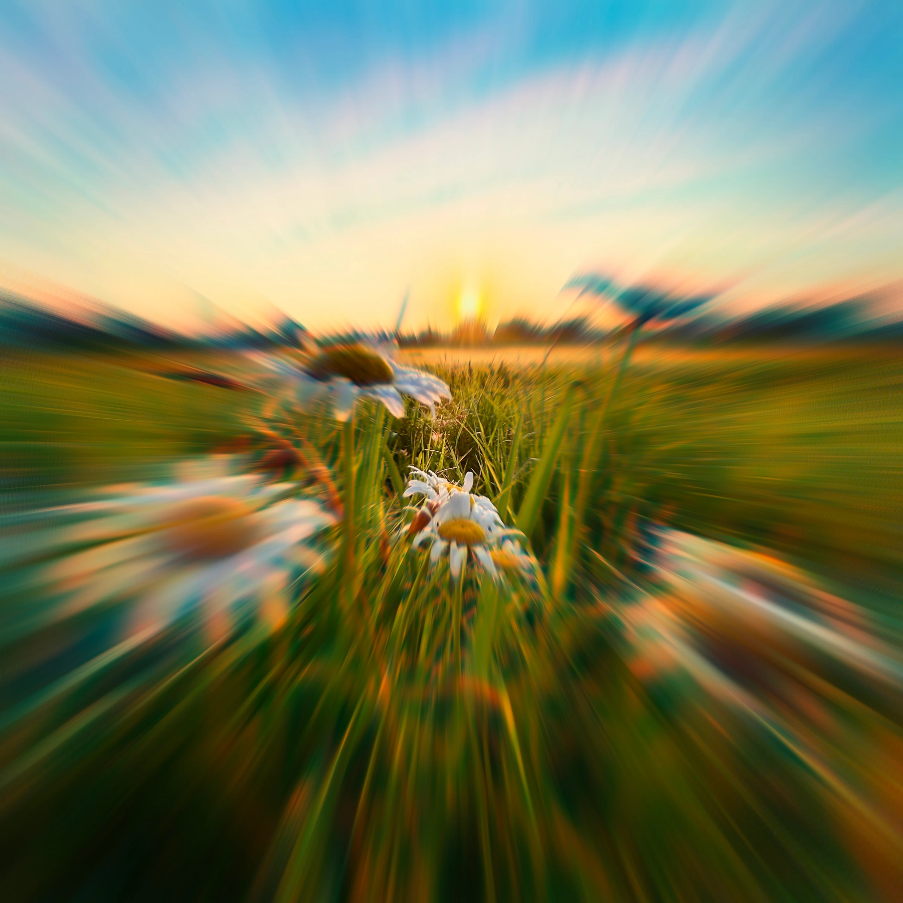 Where the Wildflowers Bloom artwork image