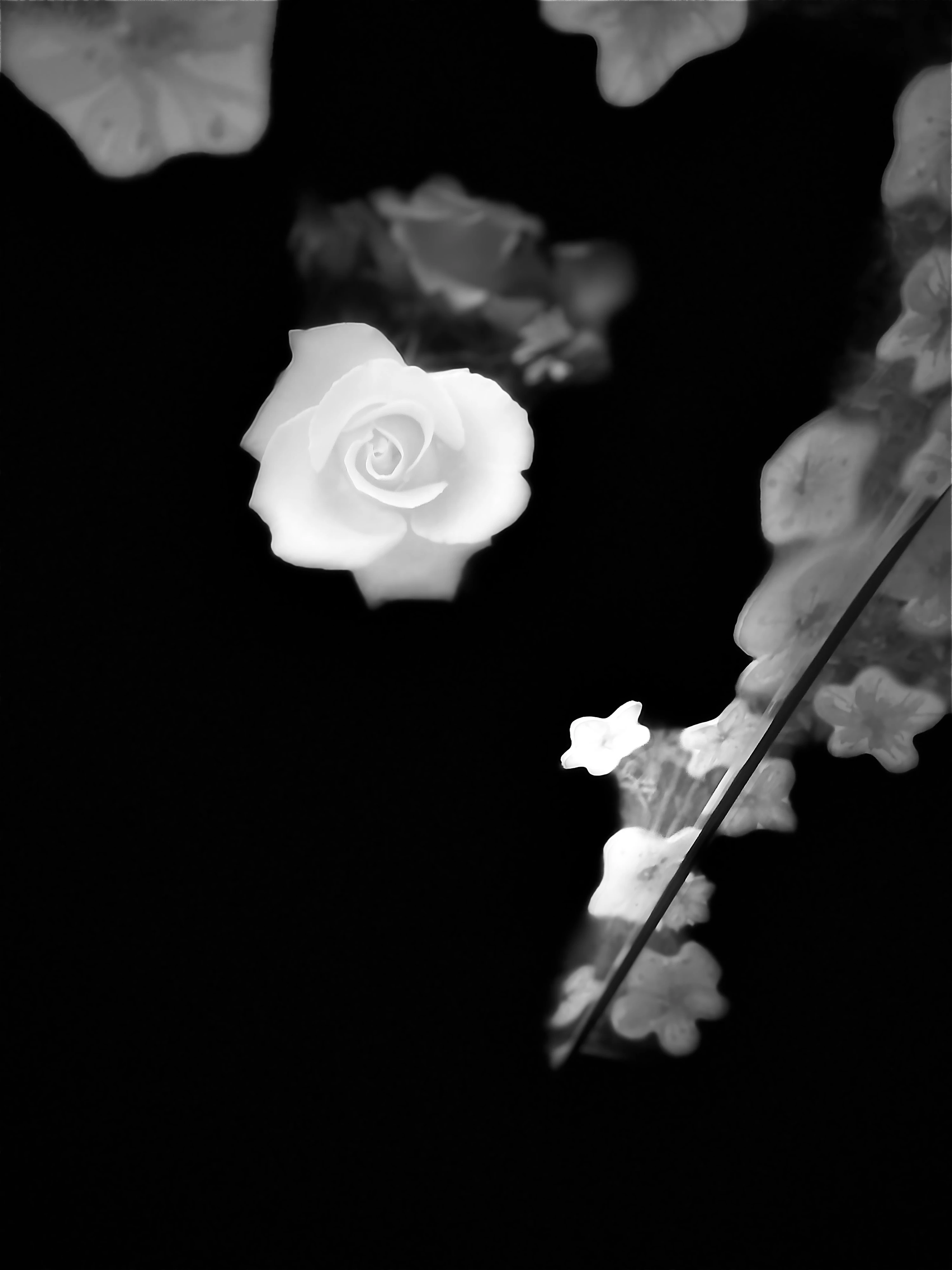 Rose artwork image